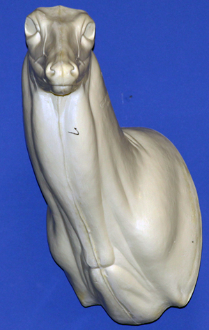 C007 Upright Buck Shoulder