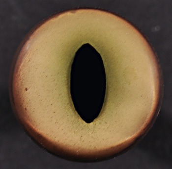 CT165BC12 Bobcat Eyes 12 MM