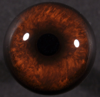 CT170J16 Javelina Eyes - 16 MM