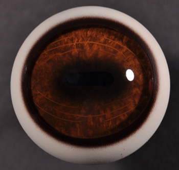 CTE250 36 Elk Eyes 36 MM