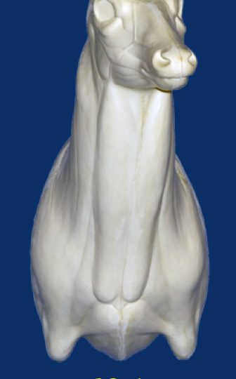 5-6217L Semi Upright Left