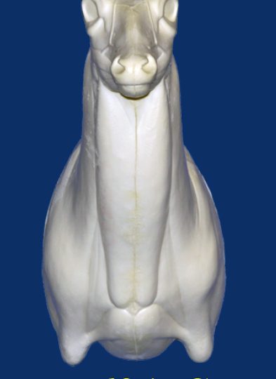 5-6217S Semi Upright Straight