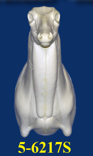 5-6217S Semi Upright Straight