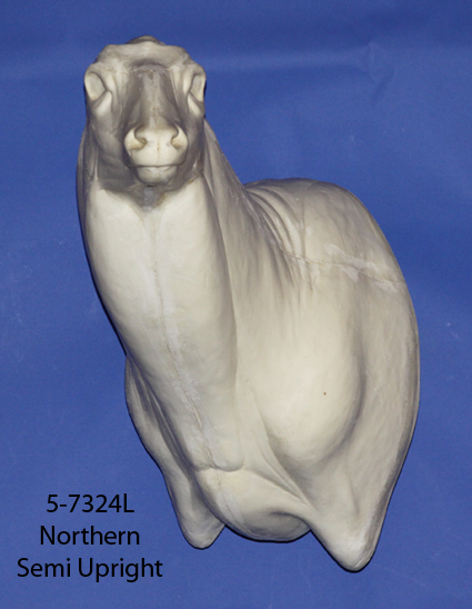 5-7324L Northern Whitetail • Semi Upright