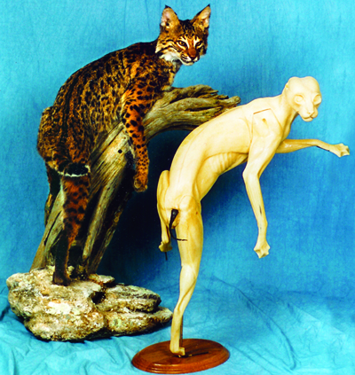 BC1770 Bobcat - Brian Harness