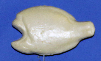 BL650  Bream