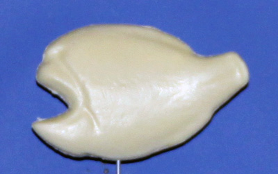BL68  Bream