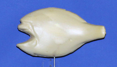 BL70  Bream