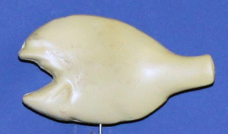 BL89  Bream