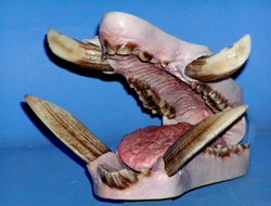 JSEB1-3P Painted - Tusk Length 2 3/4"