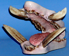 JSWB1-3P Painted - Tusk Length 2 3/4"