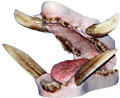 JSEB2-2P Painted - Tusk Length 3 1/2"