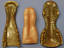 CJSE2P Bugling Elk Jaw Set - Painted