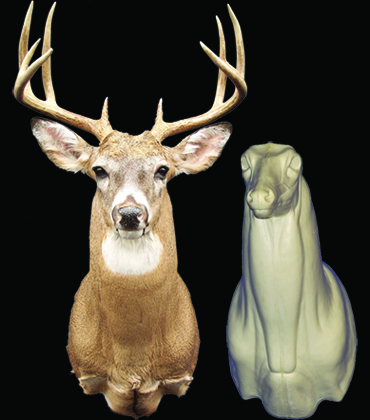 C053 Upright Buck Shoulder