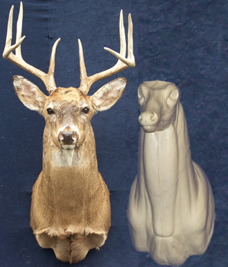 C054 Upright Buck Shoulder