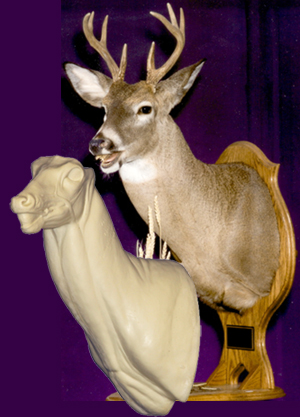 C066 Open mouth Specialty