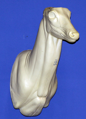 C105 Upright Buck Shoulder