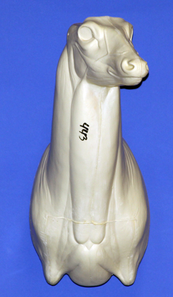 C443 Upright Buck Shoulder