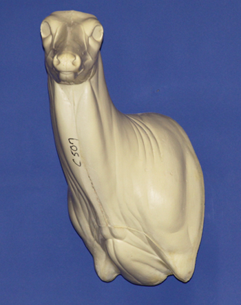 C507 Semi Upright - Buck Shoulder