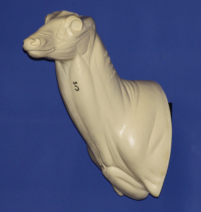 C517 Semi Upright Buck Shoulder