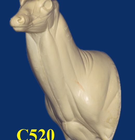 C520 Semi Upright - Buck Shoulder