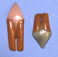 CBVT Beaver Teeth - Large