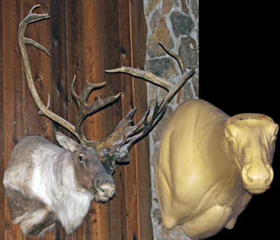 CCB10 Caribou Full Sneak Right Turn Shoulder Mount