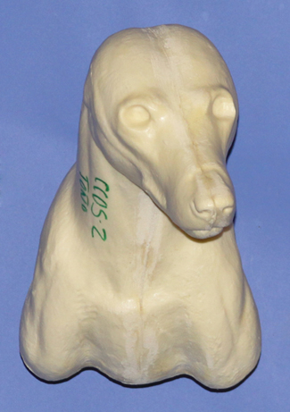 CCOS2 Coyote - Shoulder - Peter Knapton