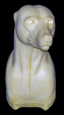 CCOS5 Coyote - Shoulder - Peter Knapton