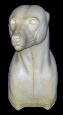 CCOS6 Coyote - Shoulder - Peter Knapton