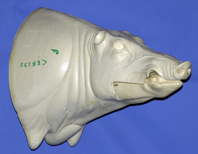 CEB23S CM Euro Boar - Closed Mouth