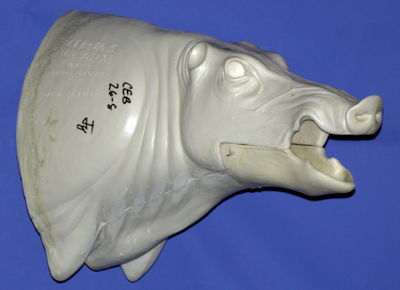 CEB26S Euro Boar - Open Mouth