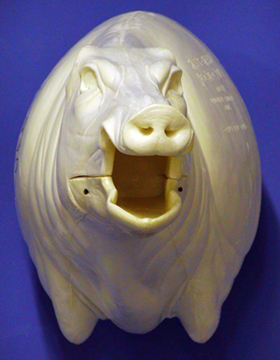 CEB27L Euro Boar- Open Mouth