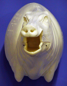 CEB27R Euro Boar - Open Mouth