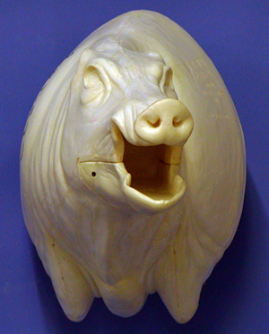 CEB28L Euro Boar - Open Mouth