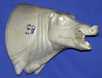 CEB28S Euro Boar - Open Mouth