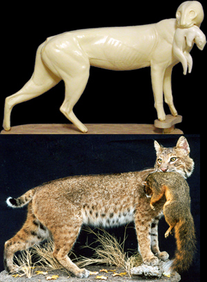 CFBC607 Bobcat Forms by Darin Flynn