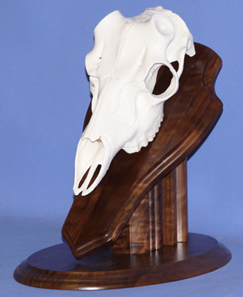 European Skull Table Top Pedestal Walnut