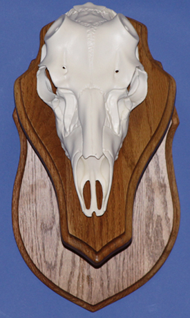 European Skull Wall Pedestal Oak