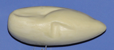 Pintail Drake