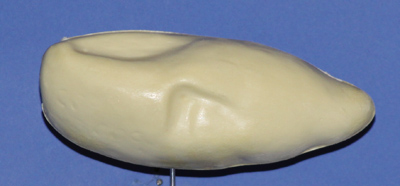 Pintail Hen