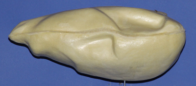 Snow Goose (Blue & White)