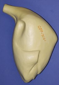 CJP7001 Turkey - Standing