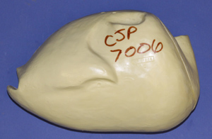 CJP7006 Turkey - Strutting