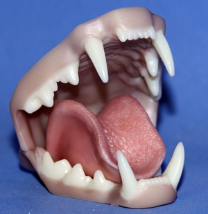Mohr Bobcat Jawset Medium with Throat