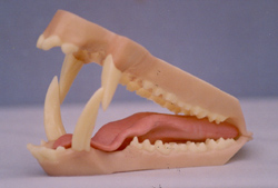 CJS130 Mohr Javalina Jaw Set