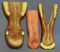 Mohr Elk Jawset