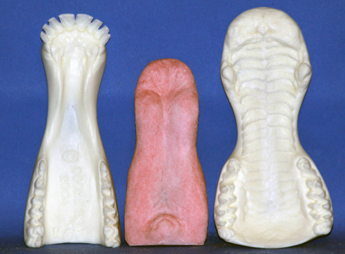CJSE2 Bugling Elk Jaw Set - Unpainted