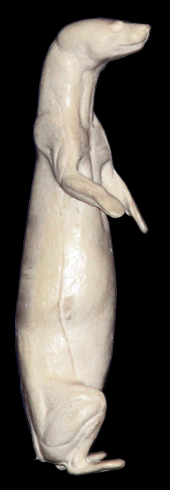 CMK16A Mink - Peter Knapton