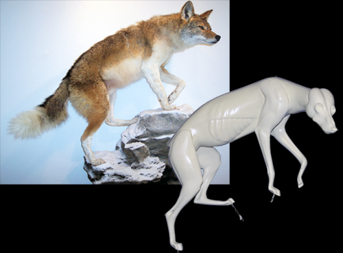 CY6144 Coyote - Brian Harness